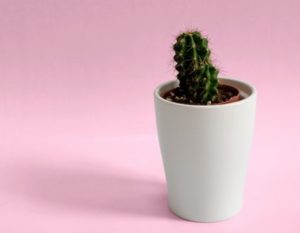 grow plant cactus pot comfort zone