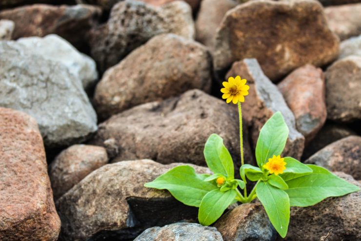 los caminos de la vida though hard life circumstance doors closed obstacles bloom