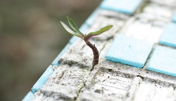 growth sprout persistent strong