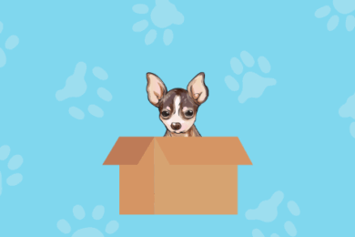 My ugly doggie Mi perrito feito