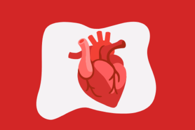 Undivided heart Corazón no dividido
